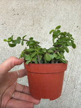 Load image into Gallery viewer, Portulacaria afra 4" - Elephant Bush
