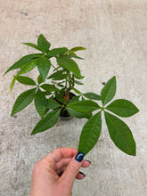Load image into Gallery viewer, Pachira Aquatica 4" - Money Tree (Tight Braid)