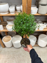 Load image into Gallery viewer, Myrtle Topiary Medium 5"
