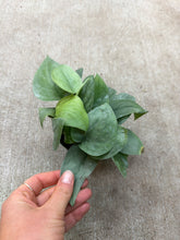 Load image into Gallery viewer, Scindapsus platinum 4&quot; - Satin Pothos