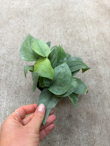 Scindapsus platinum 4" - Satin Pothos