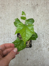 Load image into Gallery viewer, Gerardanthus macrorhizus 4" - Bigfoot Plant