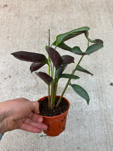 Load image into Gallery viewer, Ctenanthe setosa 'Grey Star' 4" - Never Never Plant