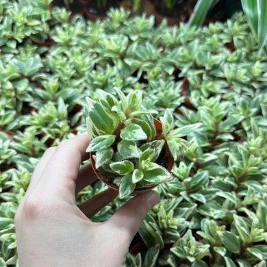 Columnea Light Prince 2