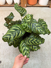 Load image into Gallery viewer, Calathea Makoyana 8"