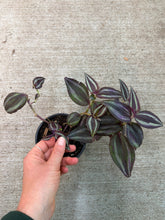 Load image into Gallery viewer, Tradescantia Zebrina 4" - Zebrina Inch Plant