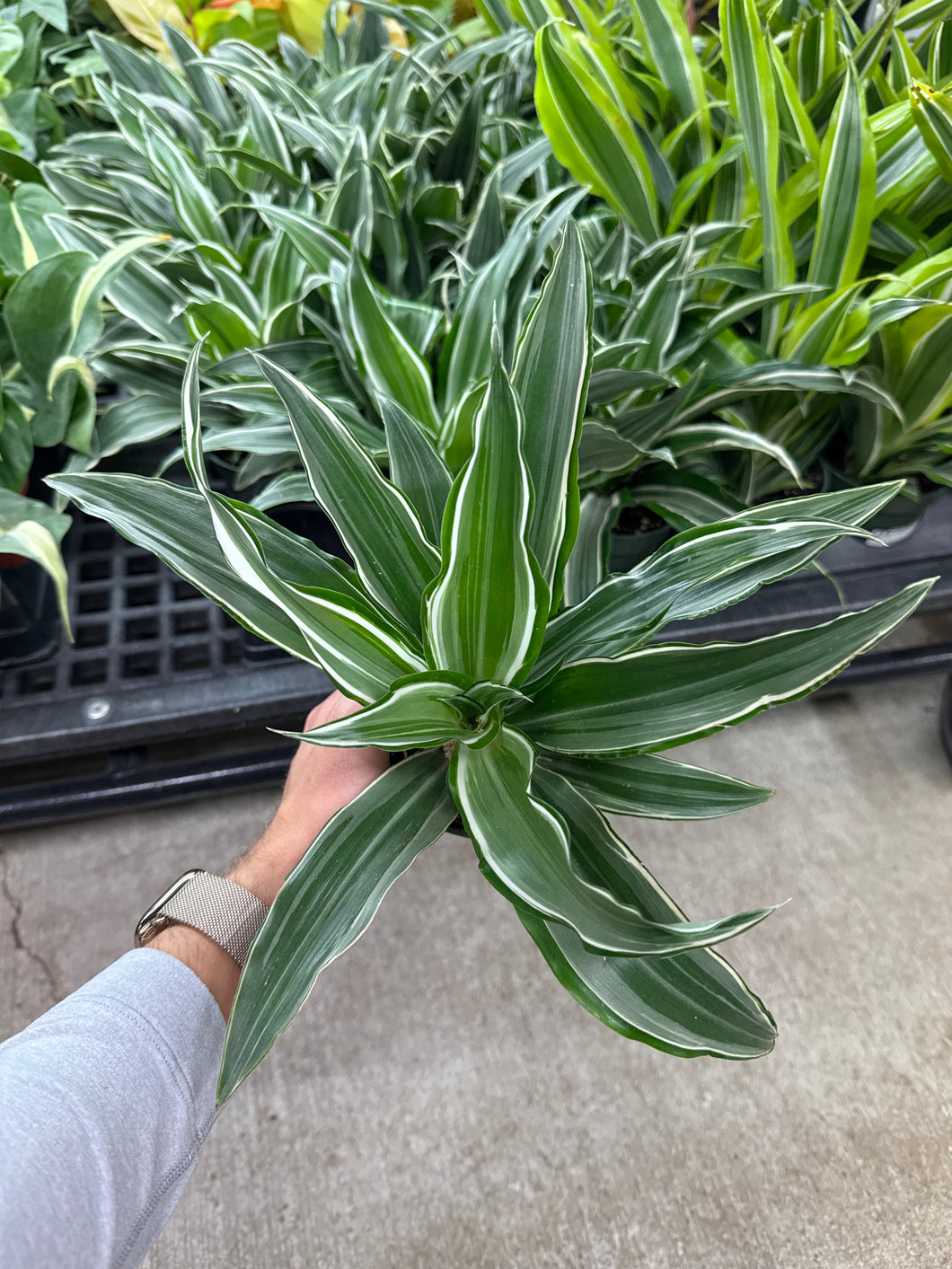 dracaena warneckii plant Dracaena Warneckii 4" – Kent East Hill Nursery