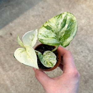 manjula money plant Epipremnum aur. Manjula 2"