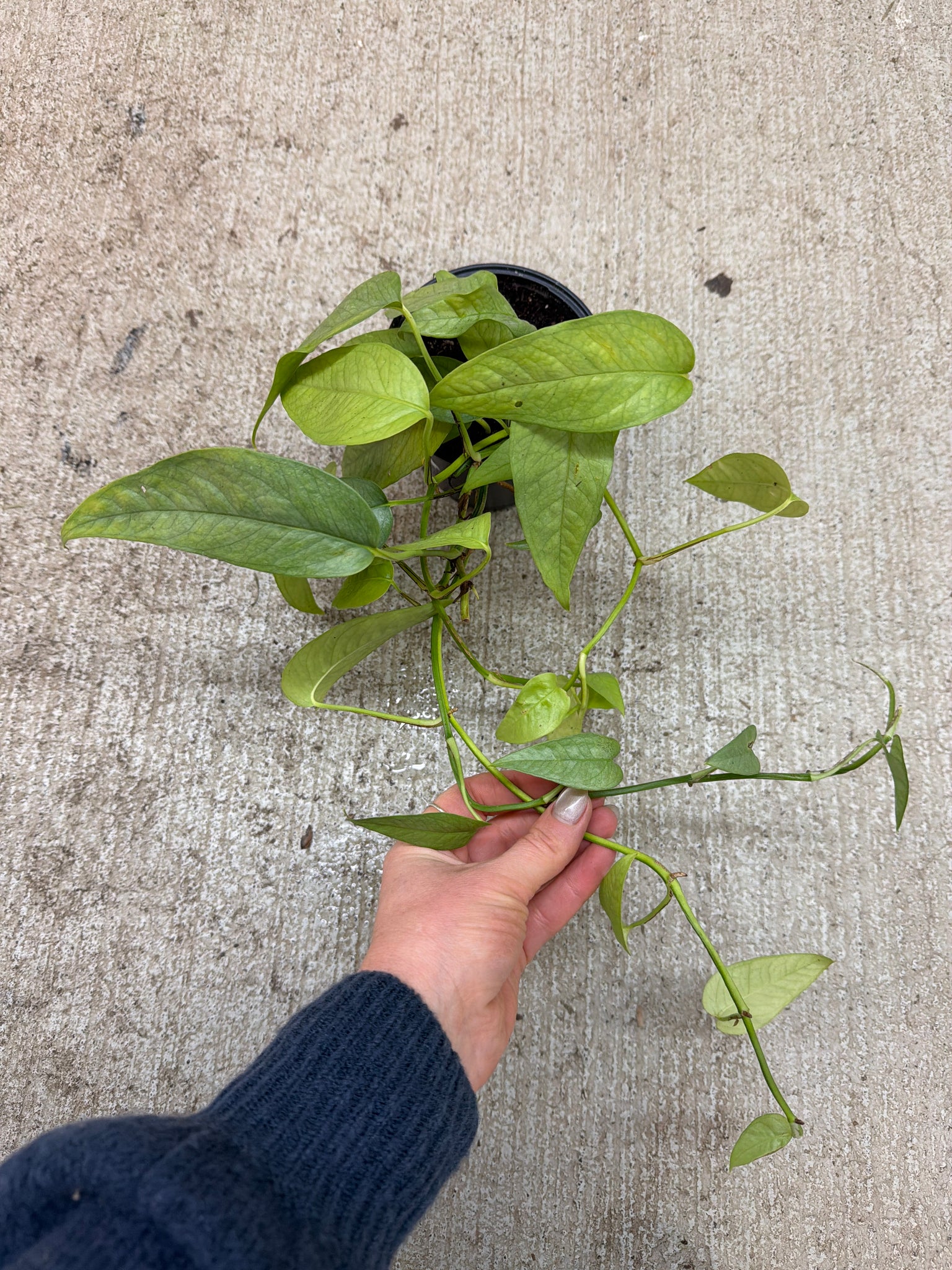 cebu blue pothos price Epipremnum 'Cebu Blue' 4"