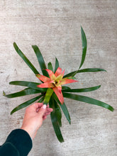 Load image into Gallery viewer, Guzmania sp. 4" - Bromeliad