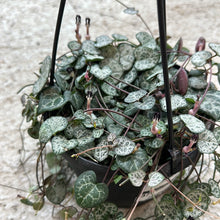 Load image into Gallery viewer, Ceropegia woodii 6&quot; HB