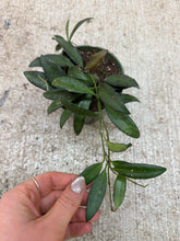 Load image into Gallery viewer, Hoya Rosita 4"