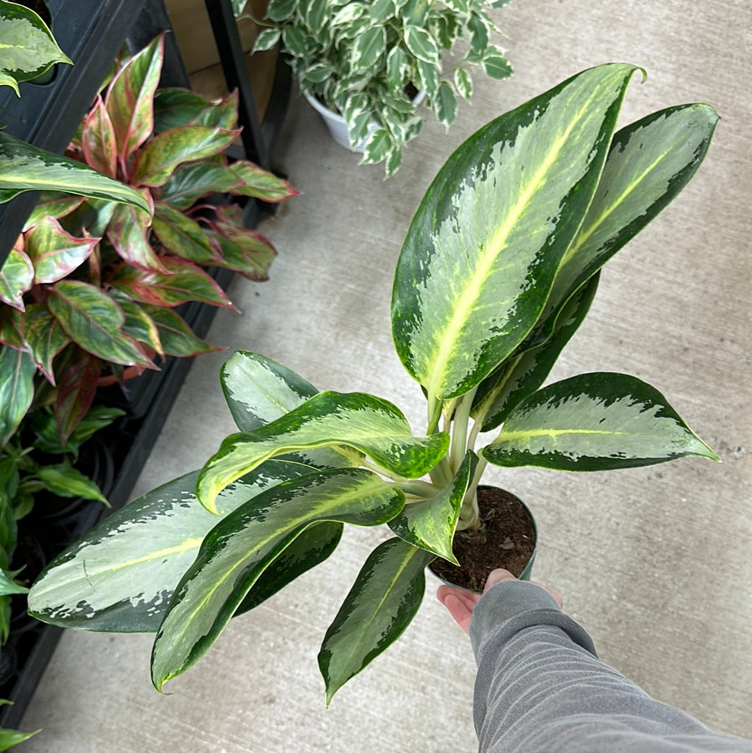 aglaonema green plant Aglaonema Green Bowl 4"