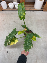 Load image into Gallery viewer, Philodendron Ring of Fire 8"