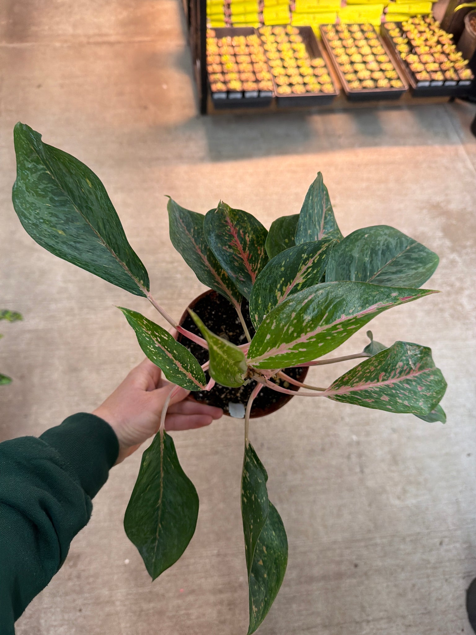 aglaonema amelia Aglaonema Amelia Lane 6"