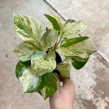 Load image into Gallery viewer, Epipremnum Manjula 4&quot; - Pothos