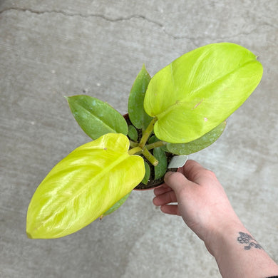 Philodendron Melinonii Gold 4