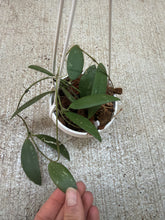 Load image into Gallery viewer, Hoya sigilllatis Alas Island 2" - Wax Plant