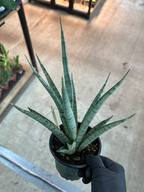Sansevieria Icicle 4
