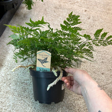 Load image into Gallery viewer, Davallia fejeensis 6&quot; - White Rabbit&#39;s Foot Fern