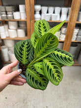 Load image into Gallery viewer, Maranta Lemon 4" - Lemon Prayer Plant