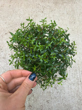 Load image into Gallery viewer, Myrtle Topiary Mini 4"