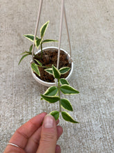 Load image into Gallery viewer, Hoya 'Bella Variegata' 2"