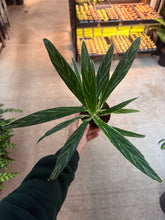 Load image into Gallery viewer, Aglaonema Bamboo 4&quot; - Chinese Evergreen