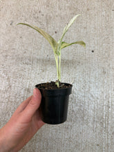Load image into Gallery viewer, Epipremnum pinnatum variegata  3"