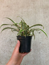Load image into Gallery viewer, Cryptanthus Peach 4" - Earth Star
