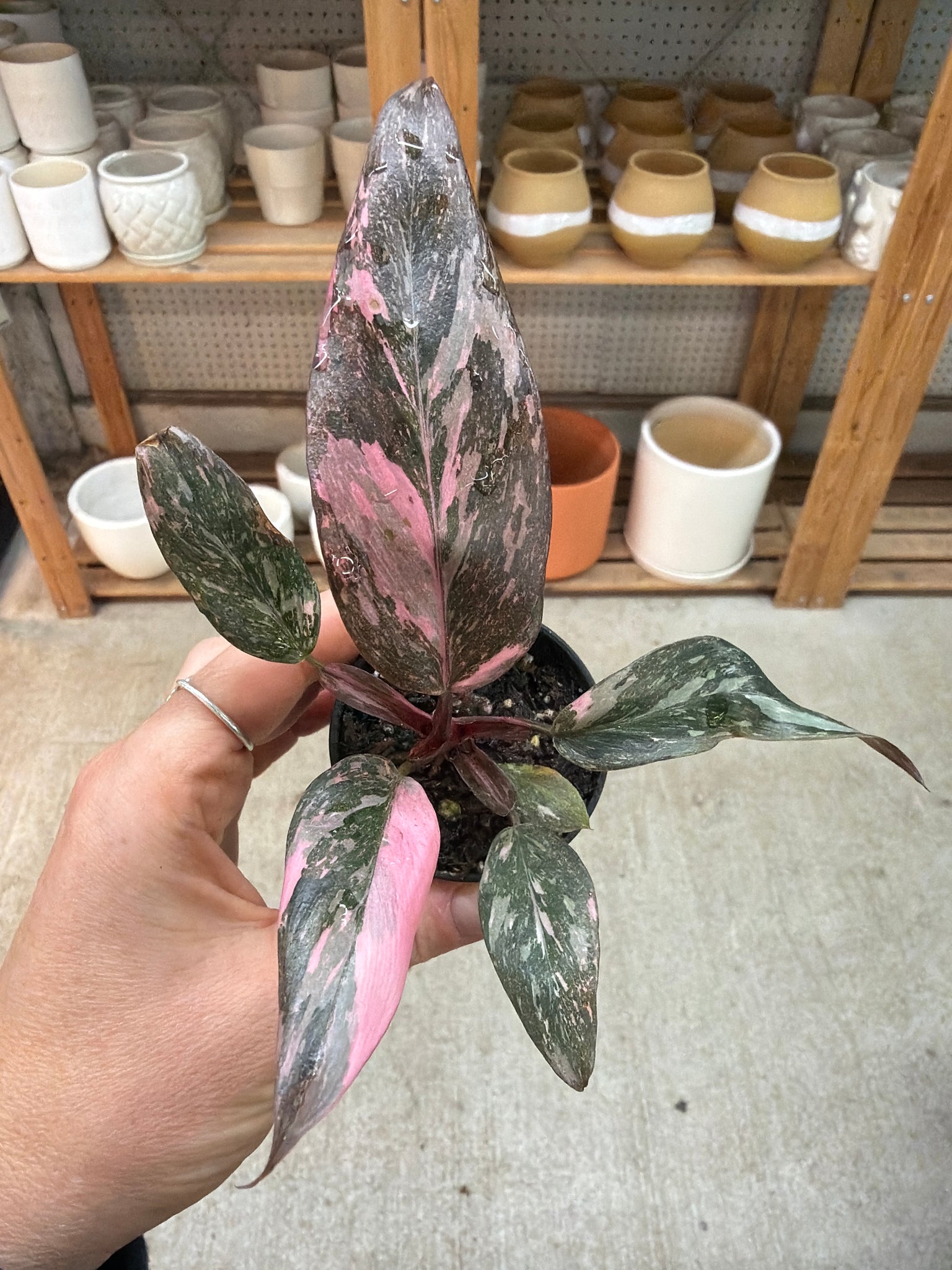 philodendron marble pink princess Philodendron Pink Princess Naomi/Marble 2" – Kent East Hill Nursery