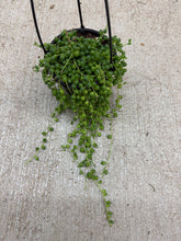 Load image into Gallery viewer, Senecio rowleyanus 4" HB - String of Pearls