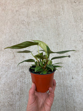 Load image into Gallery viewer, Philodendron Columbia 4"