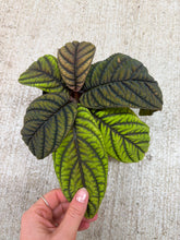 Load image into Gallery viewer, Ardisia Cool Fire 4&quot;