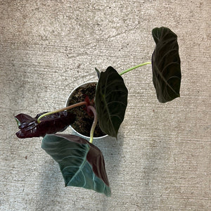 Alocasia Watsoniana 6"