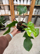 Load image into Gallery viewer, Philodendron sp.  'Fuzzy Petiole' 6"