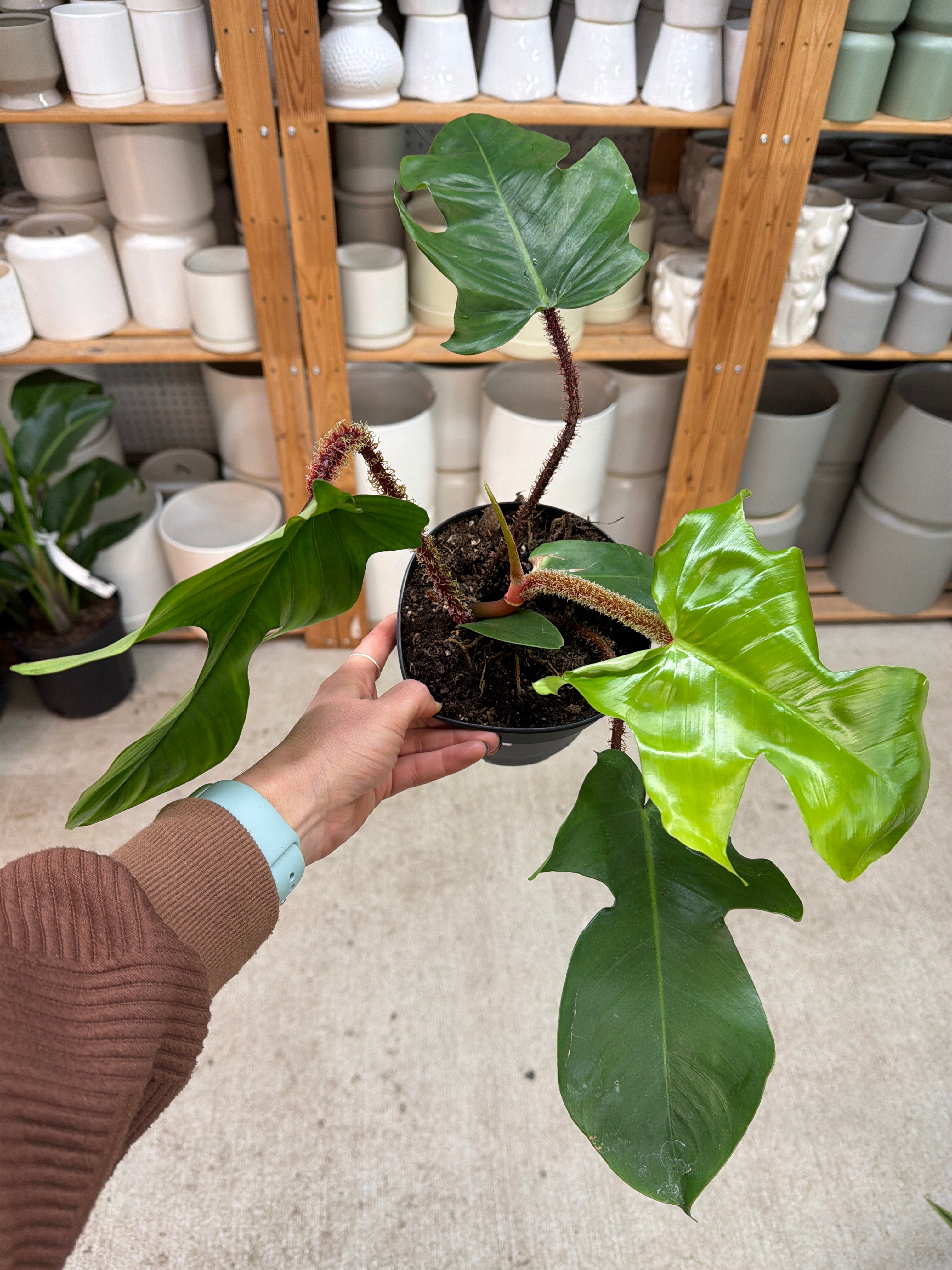 philodendron sp fuzzy petiole Philodendron sp. 'Fuzzy Petiole' 6" – Kent East Hill Nursery