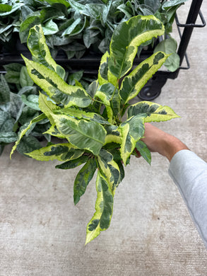 Croton Tamara 6