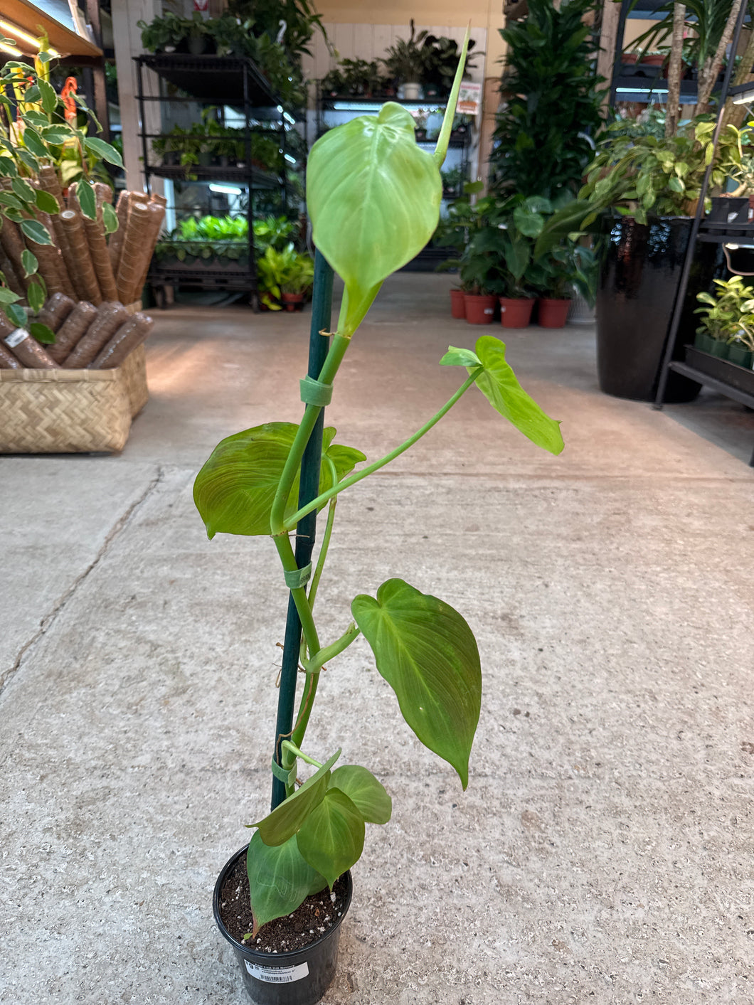 Philodendron camposportoanum 4