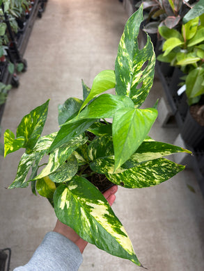 Epipremnum pinnatum Yellow Sunrise 6