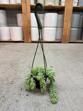 Load image into Gallery viewer, Sedum morganianum 4"HB - Donkey Tail Sedum