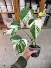 Load image into Gallery viewer, Monstera deliciosa var borsigiana 'Albo' 5" - Variegated Monstera