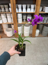 Load image into Gallery viewer, Dendrobium Enobi Purple 4"