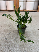 Load image into Gallery viewer, Epipremnum aureum 'shangri la' 4" - Pothos