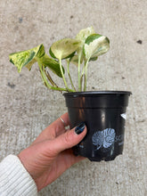 Load image into Gallery viewer, Epipremnum Manjula 4" - Pothos