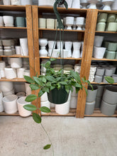 Load image into Gallery viewer, Hoya fitchii 6" HB - Wax Plant