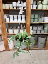 Load image into Gallery viewer, Epipremnum pinnatum 'Cebu Blue' 6"  - Pothos Hanging Basket