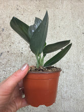 Load image into Gallery viewer, Scindapsus Treubii Dark Form 4"