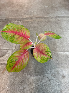 Aglaonema Andini 6" - Chinese Evergreen