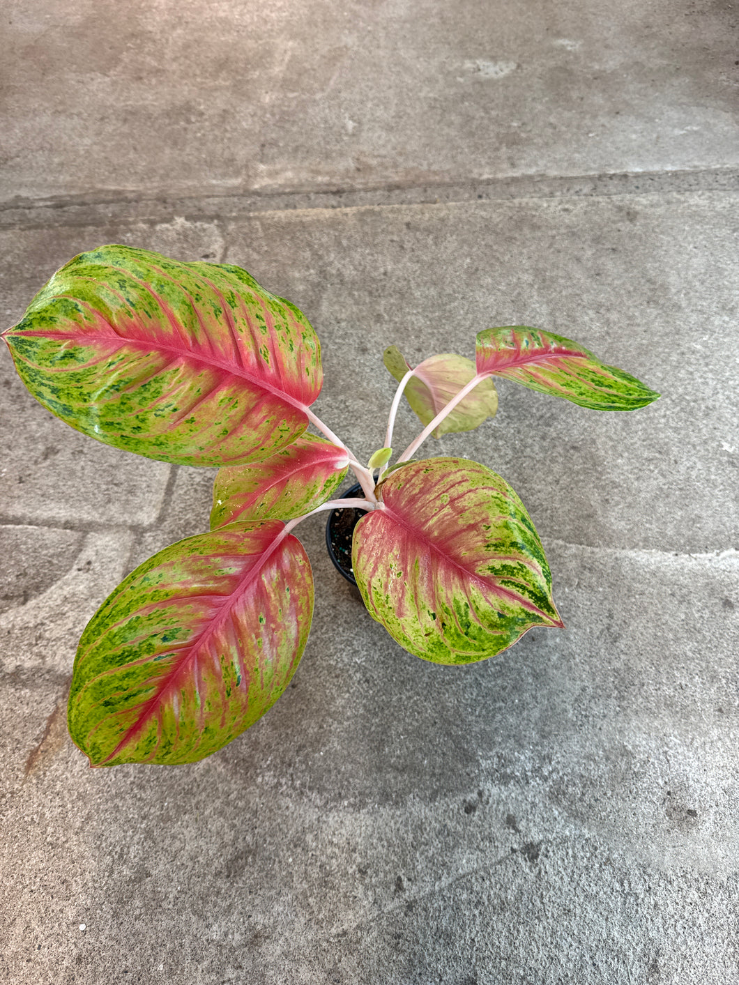 Aglaonema Andini 6
